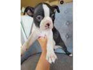 Boston Terrier Puppy for sale in Thorp, WA, USA