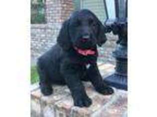 Labradoodle Puppy for sale in Cunningham, KY, USA
