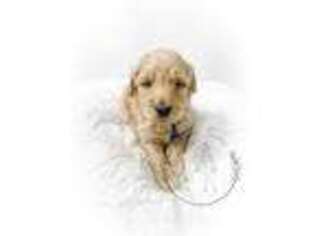 Goldendoodle Puppy for sale in Daphne, AL, USA