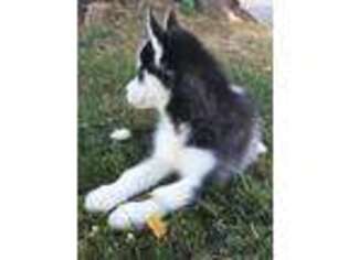 Siberian Husky Puppy for sale in Huntingdon, PA, USA