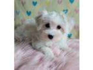 Havanese Puppy for sale in Palm City, FL, USA