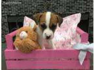 Jack Russell Terrier Puppy for sale in Trezevant, TN, USA