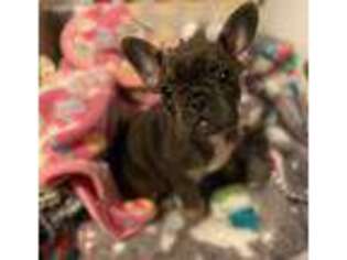 French Bulldog Puppy for sale in Caldwell, OH, USA