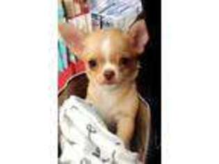 Chihuahua Puppy for sale in Valparaiso, IN, USA
