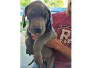 Great Dane Puppy for sale in Amana, IA, USA