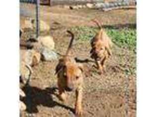 Rhodesian Ridgeback Puppy for sale in Fallbrook, CA, USA