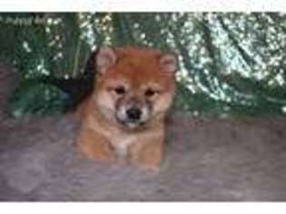 Shiba Inu Puppy for sale in Browning, MO, USA
