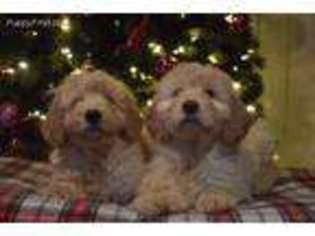 Goldendoodle Puppy for sale in Woodruff, WI, USA