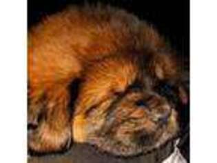 Tibetan Mastiff Puppy for sale in Weatherford, TX, USA