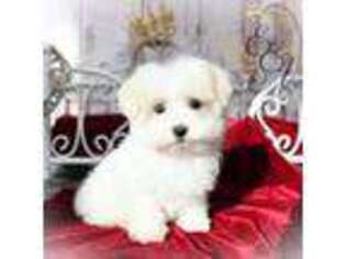 Maltese Puppy for sale in Baxter Springs, KS, USA