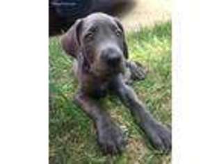 Great Dane Puppy for sale in Raleigh, NC, USA