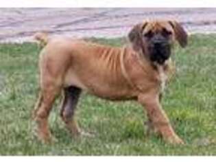 Boerboel Puppy for sale in Byers, CO, USA