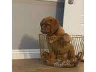 American Bull Dogue De Bordeaux Puppy for sale in Downey, CA, USA