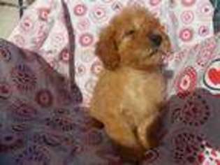 Mutt Puppy for sale in Marion, KY, USA