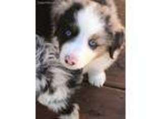 Miniature Australian Shepherd Puppy for sale in Roff, OK, USA