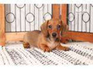 Dachshund Puppy for sale in Fort Myers, FL, USA