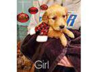 Golden Retriever Puppy for sale in Moselle, MS, USA