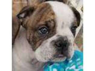 Bulldog Puppy for sale in Graham, WA, USA