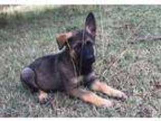 German Shepherd Dog Puppy for sale in Canehill, AR, USA