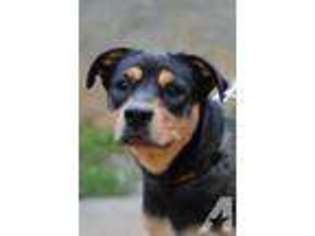 Rottweiler Puppy for sale in LAUREL BLOOMERY, TN, USA
