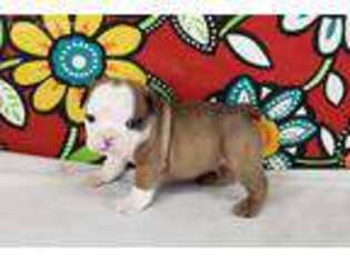 Bulldog Puppy for sale in Sanford, NC, USA