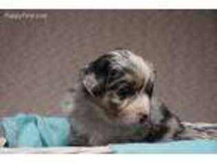 Miniature Australian Shepherd Puppy for sale in Glenmont, OH, USA
