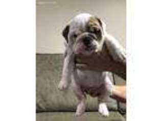 Bulldog Puppy for sale in Valley Stream, NY, USA
