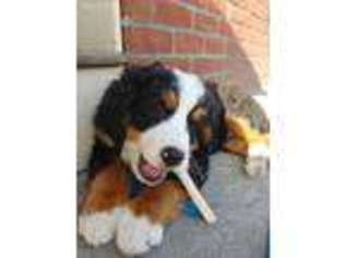 Bernese Mountain Dog Puppy for sale in Cambridge, MA, USA