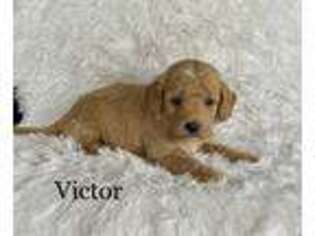 Goldendoodle Puppy for sale in Pantego, NC, USA