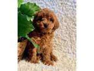 Mutt Puppy for sale in Peach Bottom, PA, USA