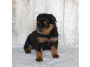Rottweiler Puppy for sale in Shipshewana, IN, USA