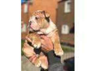 Bulldog Puppy for sale in Platteville, CO, USA