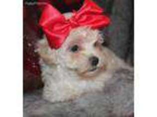 Mutt Puppy for sale in Paris, TX, USA