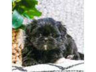 Mutt Puppy for sale in Syracuse, IN, USA
