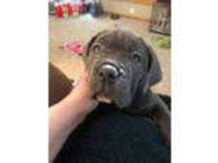 Neapolitan Mastiff Puppy for sale in Omaha, NE, USA
