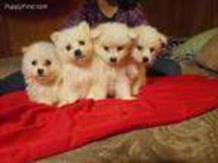 American Eskimo Dog Puppy for sale in Leavittsburg, OH, USA