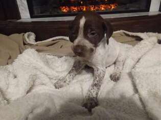 German Shorthaired Pointer Puppy for sale in Home, PA, USA