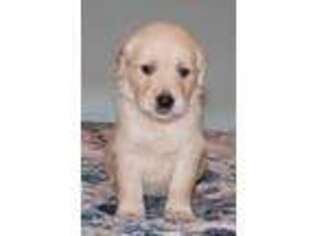 Golden Retriever Puppy for sale in Tifton, GA, USA