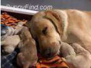Labrador Retriever Puppy for sale in Fall River, MA, USA