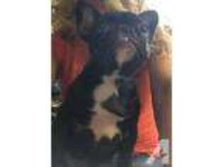 French Bulldog Puppy for sale in ZEPHYRHILLS, FL, USA