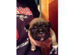 French Bulldog Puppy for sale in SAINT REGIS, MT, USA