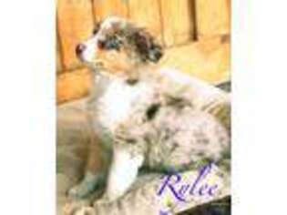 Australian Shepherd Puppy for sale in Richland, WA, USA