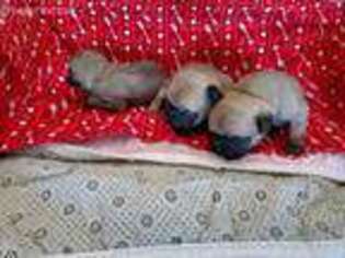 Pug Puppy for sale in Cloquet, MN, USA