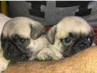 Pug Puppy for sale in Rocky Mount, NC, USA