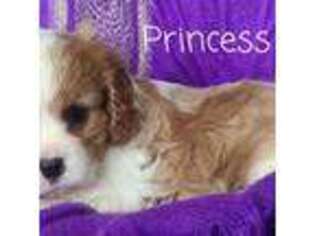 Cavalier King Charles Spaniel Puppy for sale in Wardville, OK, USA