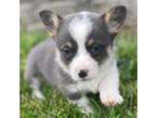 Pembroke Welsh Corgi Puppy for sale in Kendallville, IN, USA