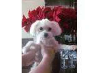 Maltese Puppy for sale in Winter Garden, FL, USA