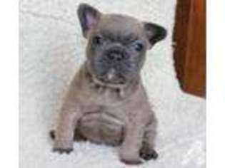 French Bulldog Puppy for sale in DUBUQUE, IA, USA