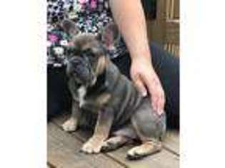 French Bulldog Puppy for sale in Concord, NH, USA