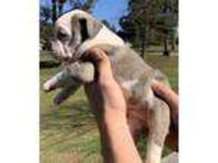 Olde English Bulldogge Puppy for sale in Judsonia, AR, USA